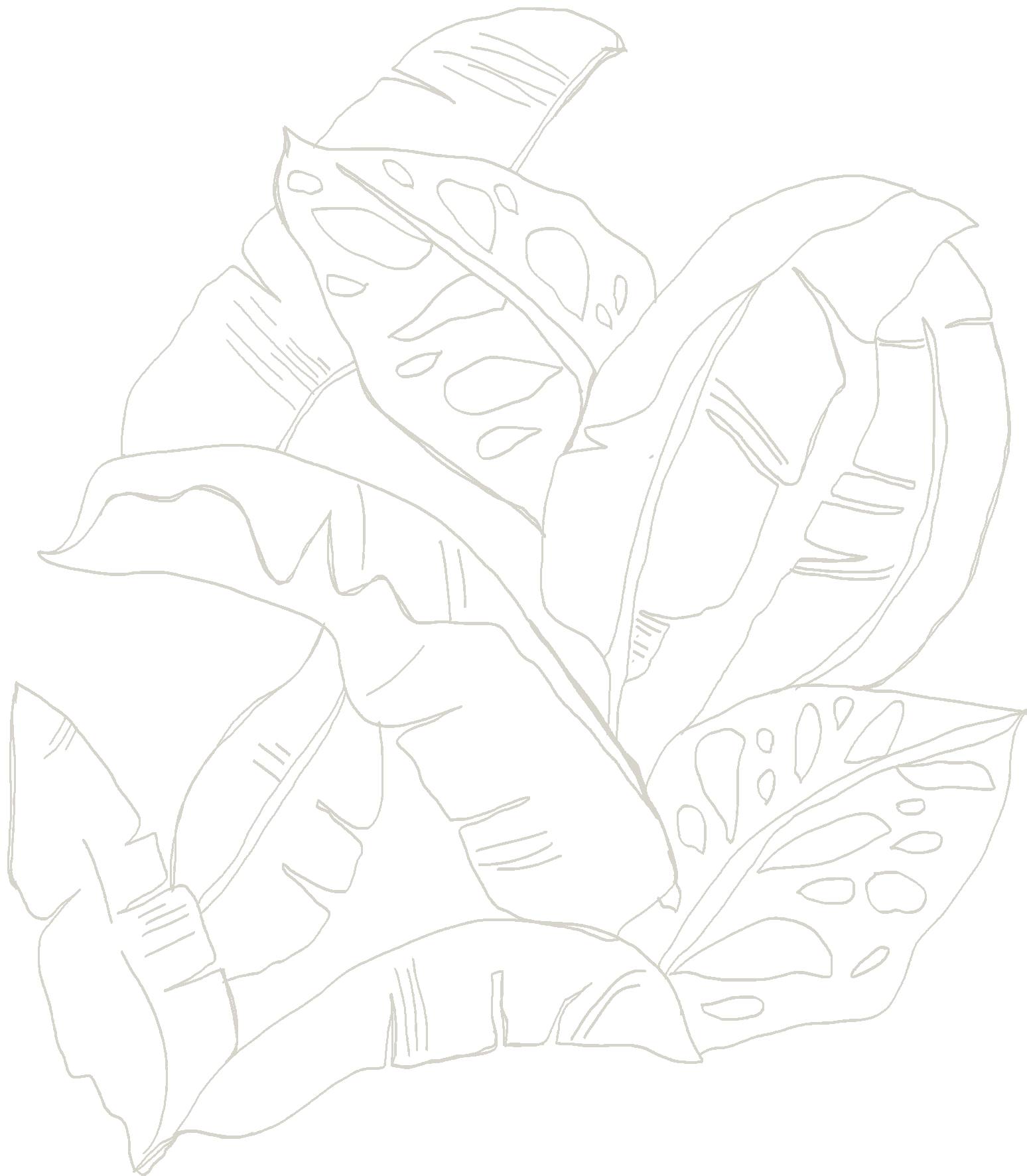 fogliebanano